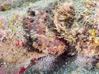 エスカ（触手）を振って魚を呼び寄せて狩る、巨大なオオモンカエルアンコウ（カエルアンコウ科）。
英名学名：Giant Frogfish, Antennarius commersoni
自分よりも大きな獲物でも、１０倍に広がる大きな口で丸呑みにする。
その速度は0.0001秒。生物界最速のハンターである。

静岡県伊豆半島賀茂郡南伊豆町中木ヒリゾ浜2024年
