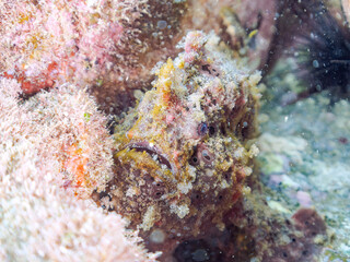 エスカ（触手）を振って魚を呼び寄せて狩る、巨大なオオモンカエルアンコウ（カエルアンコウ科）。
英名学名：Giant Frogfish, Antennarius commersoni
自分よりも大きな獲物でも、１０倍に広がる大きな口で丸呑みにする。
その速度は0.0001秒。生物界最速のハンターである。

静岡県伊豆半島賀茂郡南伊豆町中木ヒリゾ浜2024年
