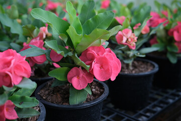 Close up of beautiful red euphorbia milii, crown of thorns, which is popularly grown in Thailand.