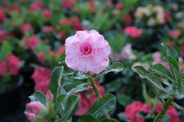 Fototapeta premium Desert Rose, adenium obesum. Japanese frangipani adenium ornamental plant, succulent flowering plant adenium as desert rose. exotic tropical , pink color