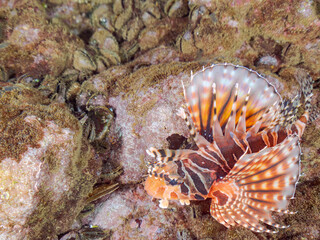 広げた羽根が美しいキリンミノ（フサカサゴ科）の幼魚。
英名学名：Zebra turkeyfish (Dendrochirus zebra) 
静岡県伊豆半島賀茂郡南伊豆町中木ヒリゾ浜2024年
