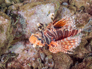 広げた羽根が美しいキリンミノ（フサカサゴ科）の幼魚。
英名学名：Zebra turkeyfish (Dendrochirus zebra) 
静岡県伊豆半島賀茂郡南伊豆町中木ヒリゾ浜2024年
