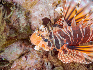 広げた羽根が美しいキリンミノ（フサカサゴ科）の幼魚。
英名学名：Zebra turkeyfish (Dendrochirus zebra) 
静岡県伊豆半島賀茂郡南伊豆町中木ヒリゾ浜2024年
