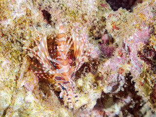 広げた羽根が美しいキリンミノ（フサカサゴ科）の幼魚。
英名学名：Zebra turkeyfish (Dendrochirus zebra) 
静岡県伊豆半島賀茂郡南伊豆町中木ヒリゾ浜2024年
