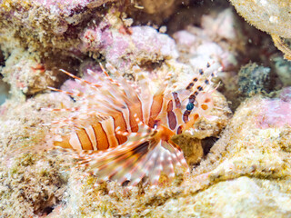 広げた羽根が美しいキリンミノ（フサカサゴ科）の幼魚。
英名学名：Zebra turkeyfish (Dendrochirus zebra) 
静岡県伊豆半島賀茂郡南伊豆町中木ヒリゾ浜2024年
