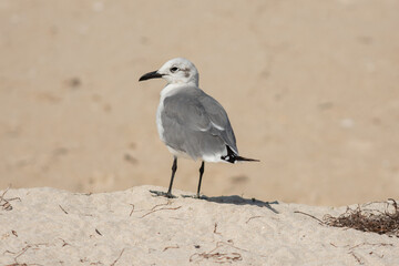 Seagull standing on the sand of Progreso beach