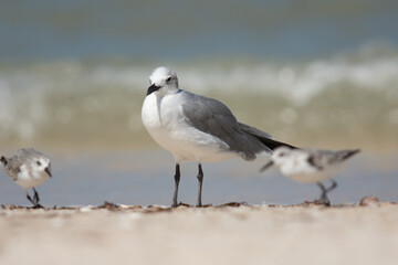 Seagull standing on the sand of Progreso beach