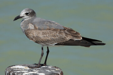 Obraz premium Seagull standing on the sand of Progreso beach