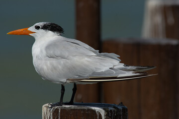Golondrina marina real parada sobre tronco de muelle.