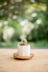 Mini decorative cactus plant with aesthetic looks in a white ceramic pot on a wooden stand with a blurred green leaves background