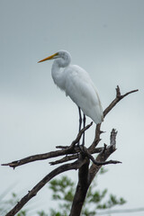 Great egret perched on a branch