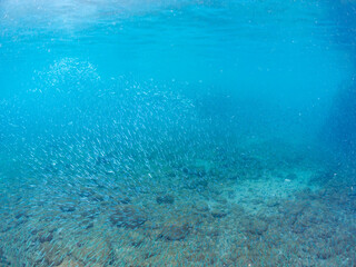 美しいキビナゴ（ニシン科）他の大群。
英名学名：Silver-Stripe Round Herrings (Spratelloides gracilis)
静岡県伊豆半島賀茂郡南伊豆町中木ヒリゾ浜2024年
