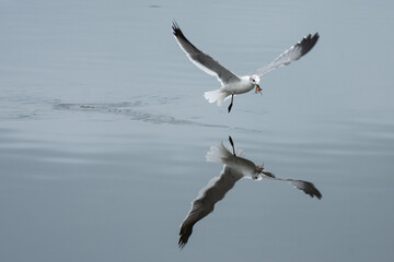 Fototapeta premium Seagull flying and catching insect in the water