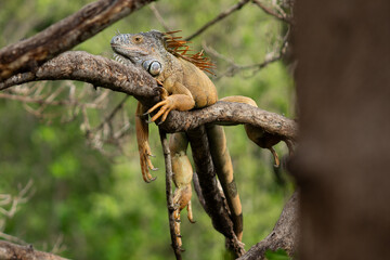 Giant iguanas perched on tree branches