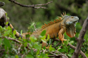 Giant iguanas perched on tree branches