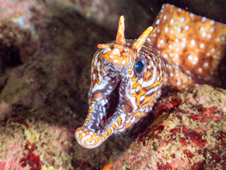 水中洞窟にいる、大きく美しいトラウツボ（ウツボ科）。
英名学名：Dragon Moray (Enchelycore pardalis)
静岡県伊豆半島賀茂郡南伊豆町中木ヒリゾ浜2024年

