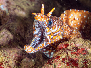 水中洞窟にいる、大きく美しいトラウツボ（ウツボ科）。
英名学名：Dragon Moray (Enchelycore pardalis)
静岡県伊豆半島賀茂郡南伊豆町中木ヒリゾ浜2024年
