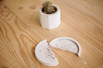 Mini cactus ornamental plants in small pots with pot bases broken in two