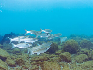 水面近くを泳ぐ美しいボラ（ボラ科）の群れ。
英名学名：Flathead Gray Mullet (Mugil cephalus)
静岡県伊豆半島賀茂郡南伊豆町中木ヒリゾ浜2024年
