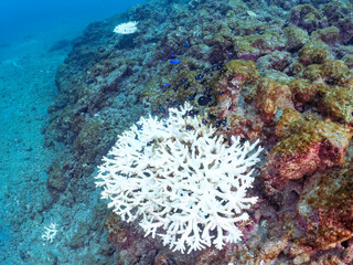 サンゴの白化現象
テーブルサンゴのフタスジリュウキュウスズメダイ、ミツボシクロスズメダイ幼魚、ソラスズメダイ他
英名学名：Chevron Butterflyfish,Chaetodon trifascialis
Threespot dascyllus,Dascyllus trimaculatus
Heavenly Damselfish, Pomacentrus coelestis
ヒリゾ浜2024