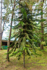 beautiful tall trees inside a nature park in Davao City Philippines. This  is in Eden Nature Park. Beautiful pine trees in a tropical country