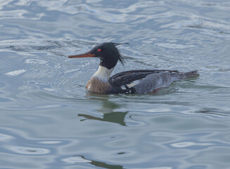 Red-Breasted Merganser With Water Droplets On Back
