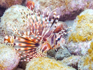 Obraz premium 広げた羽根が美しいキリンミノ（フサカサゴ科）の幼魚。 英名学名：Zebra turkeyfish (Dendrochirus zebra) 静岡県伊豆半島賀茂郡南伊豆町中木ヒリゾ浜2024年 