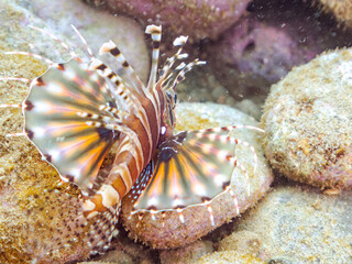 広げた羽根が美しいキリンミノ(フサカサゴ科)の幼魚。
英名学名:Zebra turkeyfish (Dendrochirus zebra)
静岡県伊豆半島賀茂郡南伊豆町中木ヒリゾ浜2024年