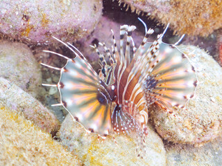広げた羽根が美しいキリンミノ（フサカサゴ科）の幼魚。
英名学名：Zebra turkeyfish (Dendrochirus zebra) 
静岡県伊豆半島賀茂郡南伊豆町中木ヒリゾ浜2024年
