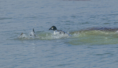Obraz premium Male Goldeneye Chasing Another Goldeneye