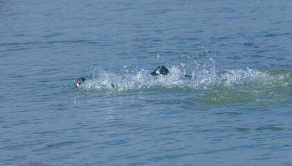 Fototapeta premium Male Goldeneye Chasing Another Goldeneye