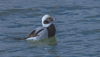 Long-Tailed Duck In Lake Ontario