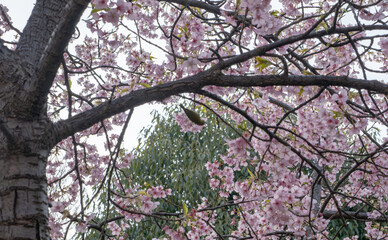 早咲きの桜の花で遊ぶメジロ