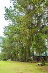 beautiful tall trees inside a nature park in Davao City Philippines. This  is in Eden Nature Park. Beautiful pine trees in a tropical country