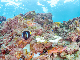 サンゴの白化現象とイソギンチャク畑のクマノミ（クマノミ亜科）ペア、ミツボシクロスズメダイ（スズメダイ科）、アカハタ（ハタ科）他群れ
英名学名：Yellowtail clownfish, Amphiprion clarkii
Threespot dascyllus, Dascyllus trimaculatus
Blacktip Grouper, Epinephelus fasciatus
ヒリゾ浜