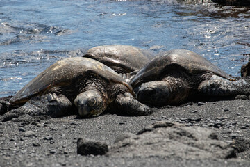 Sea turtles on the beach