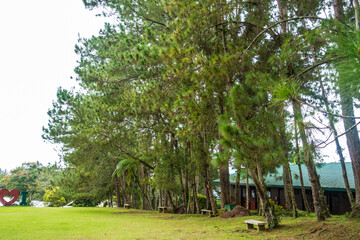 beautiful tall trees inside a nature park in Davao City Philippines. This  is in Eden Nature Park. Beautiful pine trees in a tropical country
