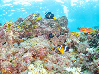 サンゴの白化現象とイソギンチャク畑のクマノミ（クマノミ亜科）ペア、ミツボシクロスズメダイ（スズメダイ科）、アカハタ（ハタ科）他群れ
英名学名：Yellowtail clownfish, Amphiprion clarkii
Threespot dascyllus, Dascyllus trimaculatus
Blacktip Grouper, Epinephelus fasciatus
ヒリゾ浜