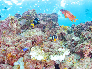 サンゴの白化現象とイソギンチャク畑のクマノミ（クマノミ亜科）ペア、ミツボシクロスズメダイ（スズメダイ科）、アカハタ（ハタ科）他群れ
英名学名：Yellowtail clownfish, Amphiprion clarkii
Threespot dascyllus, Dascyllus trimaculatus
Blacktip Grouper, Epinephelus fasciatus
ヒリゾ浜