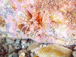 広げた羽根が美しいキリンミノ（フサカサゴ科）の幼魚。
英名学名：Zebra turkeyfish (Dendrochirus zebra) 
静岡県伊豆半島賀茂郡南伊豆町中木ヒリゾ浜2024年

