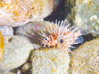 広げた羽根が美しいキリンミノ（フサカサゴ科）の幼魚。
英名学名：Zebra turkeyfish (Dendrochirus zebra) 
静岡県伊豆半島賀茂郡南伊豆町中木ヒリゾ浜2024年
