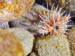 広げた羽根が美しいキリンミノ（フサカサゴ科）の幼魚。
英名学名：Zebra turkeyfish (Dendrochirus zebra) 
静岡県伊豆半島賀茂郡南伊豆町中木ヒリゾ浜2024年
