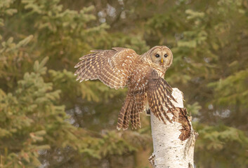 A Barred Owl Carrying Its Prey