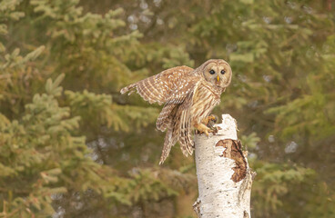 A Barred Owl Carrying Its Prey
