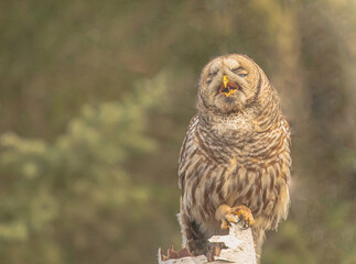 bBarred Owl Feasting On Vole