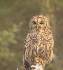 Barred Owl After Feasting On Vole