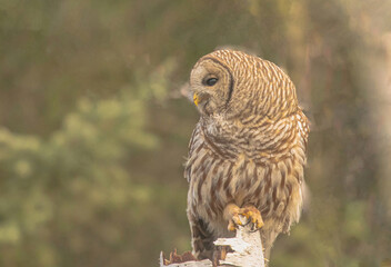 bBarred Owl After Feasting On Vole