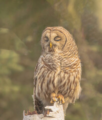 Barred Owl After Feasting On Vole