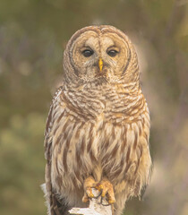 Barred Owl After Feasting On Vole