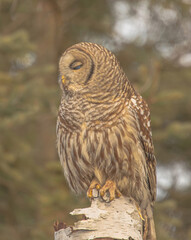 Barred Owl After Feasting On Vole